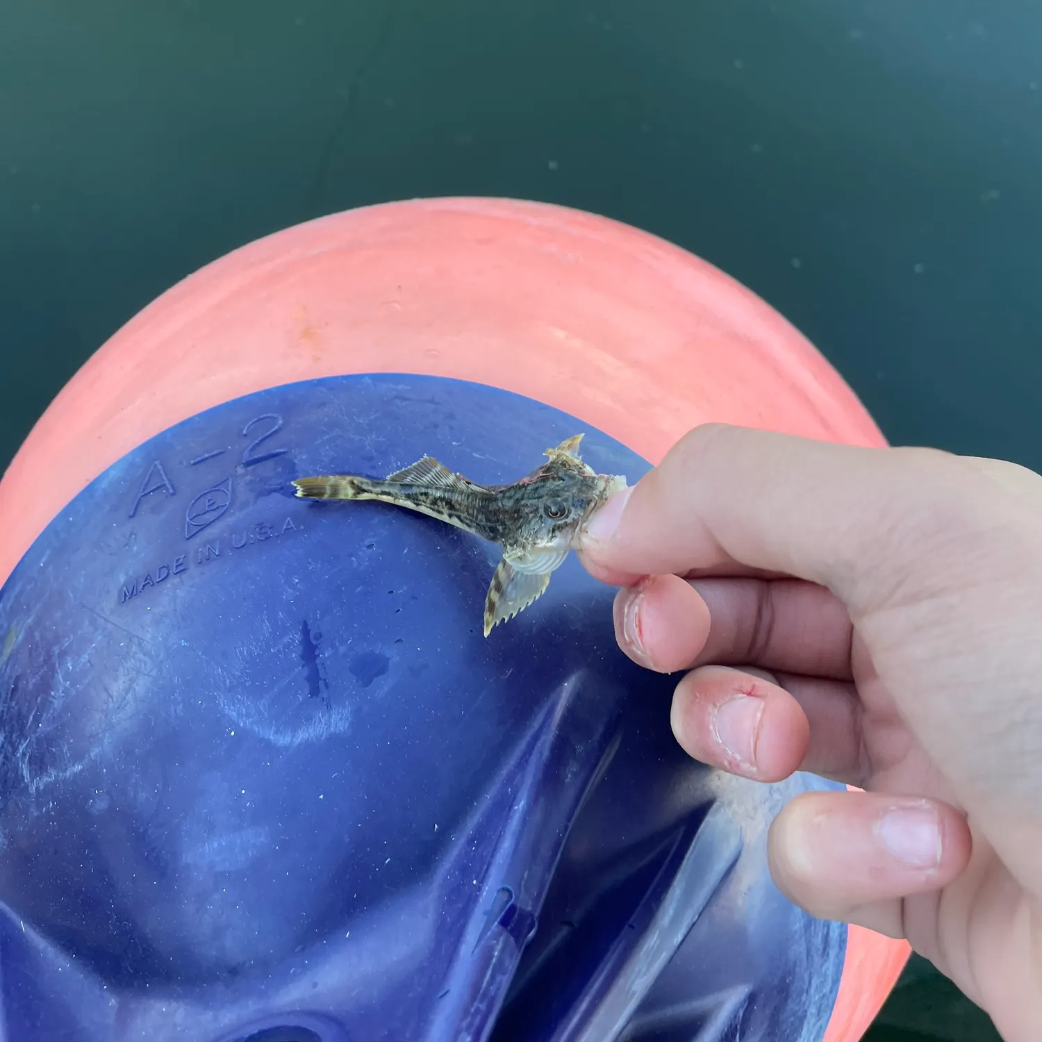 The most recent Pacific staghorn sculpin catches on Fishbrain