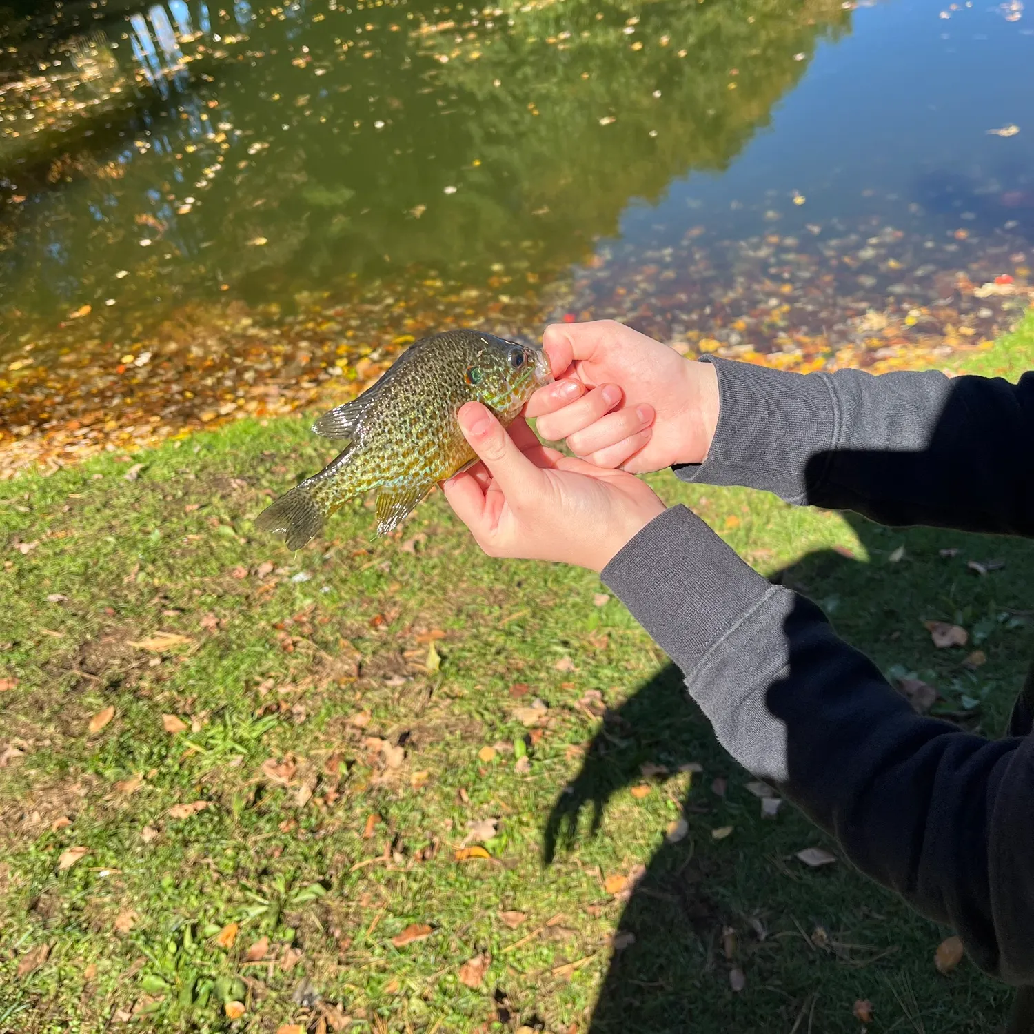 Pumpkinseed caught on Fishbrain