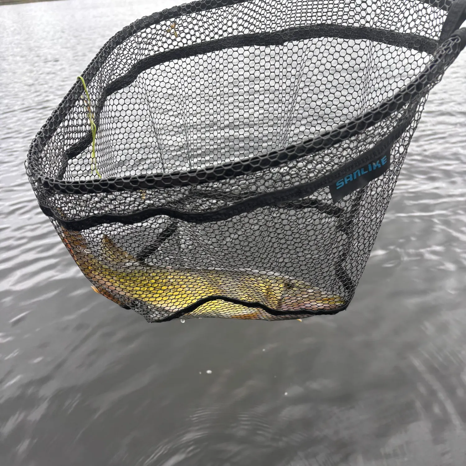 Chain pickerel caught on Fishbrain
