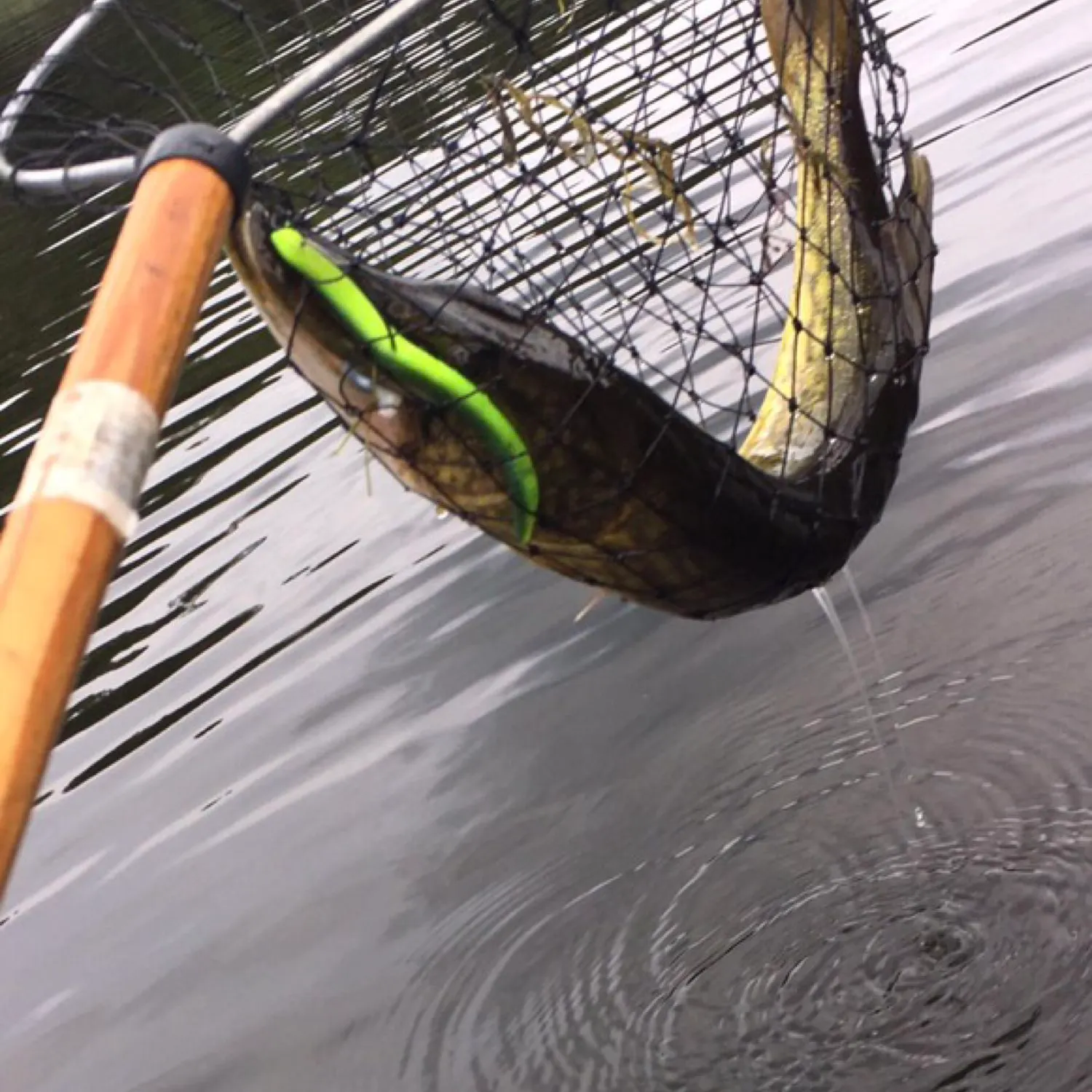 Chain pickerel caught on Fishbrain