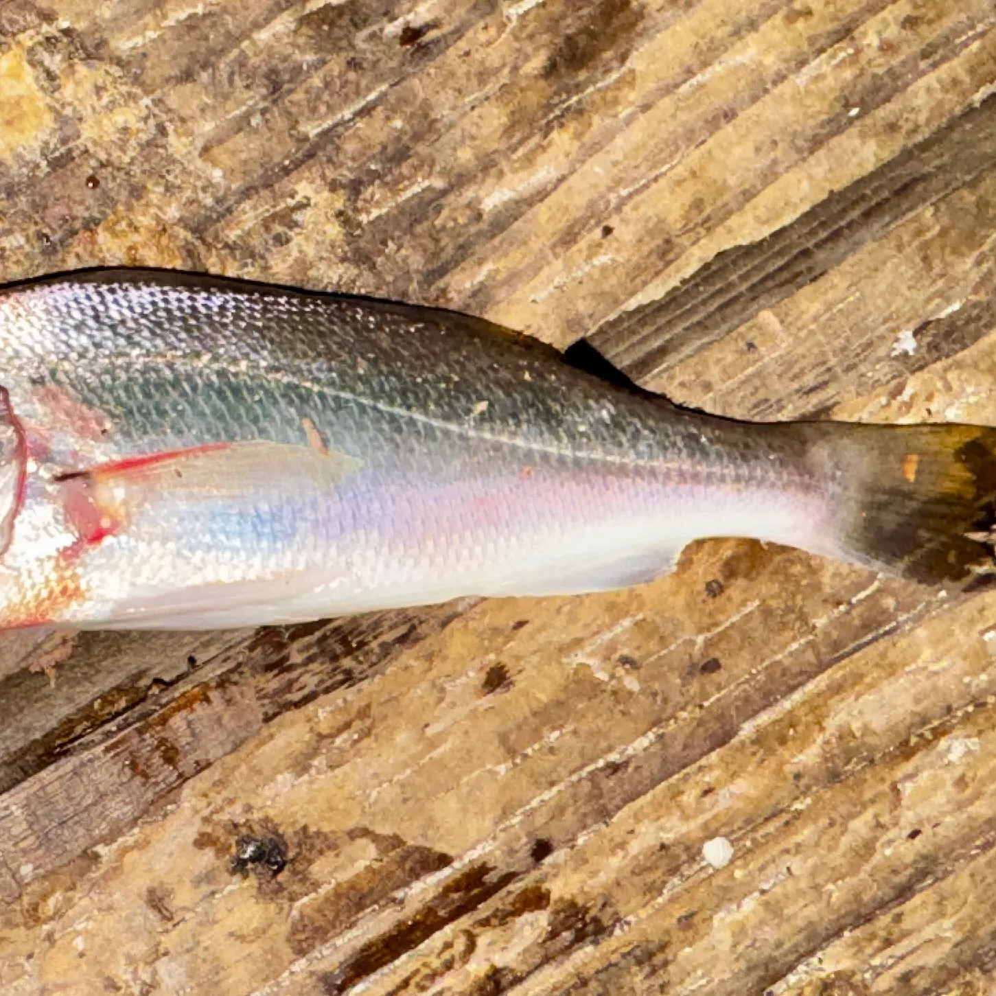 The most recent Yellowfin croaker catches on Fishbrain