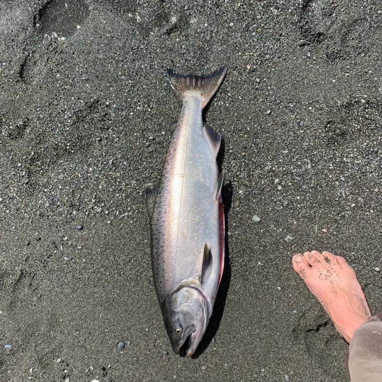 Chinook salmon caught on Fishbrain
