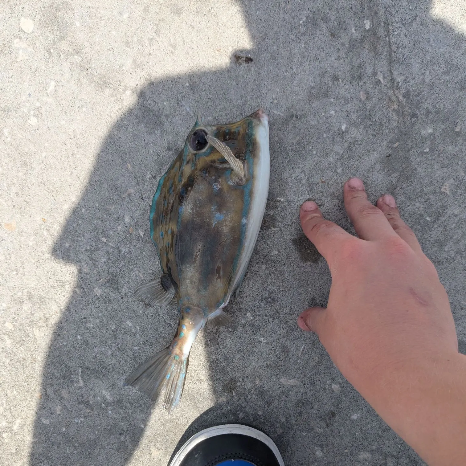 The most recent Scrawled cowfish catches on Fishbrain