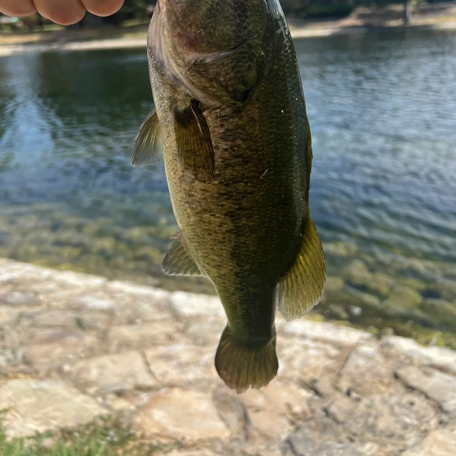 Largemouth bass caught on Fishbrain