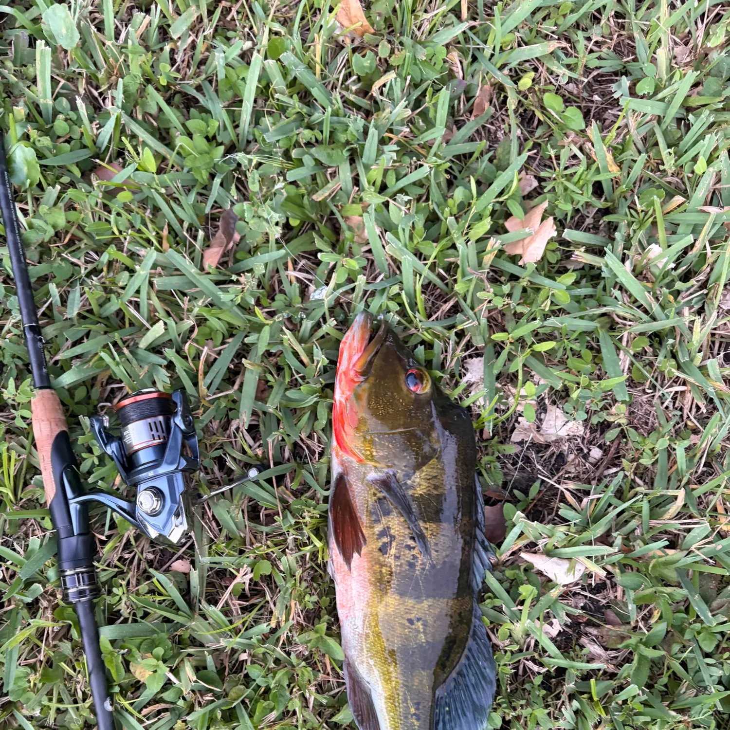 Butterfly peacock bass caught on Fishbrain