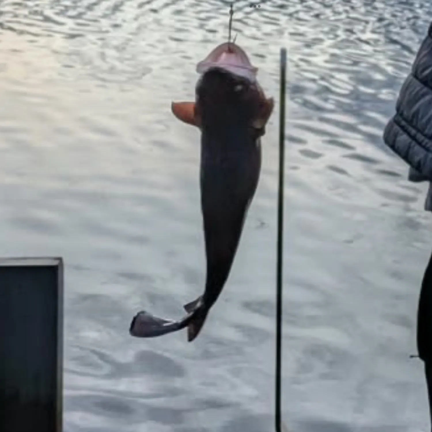 Red codling caught on Fishbrain
