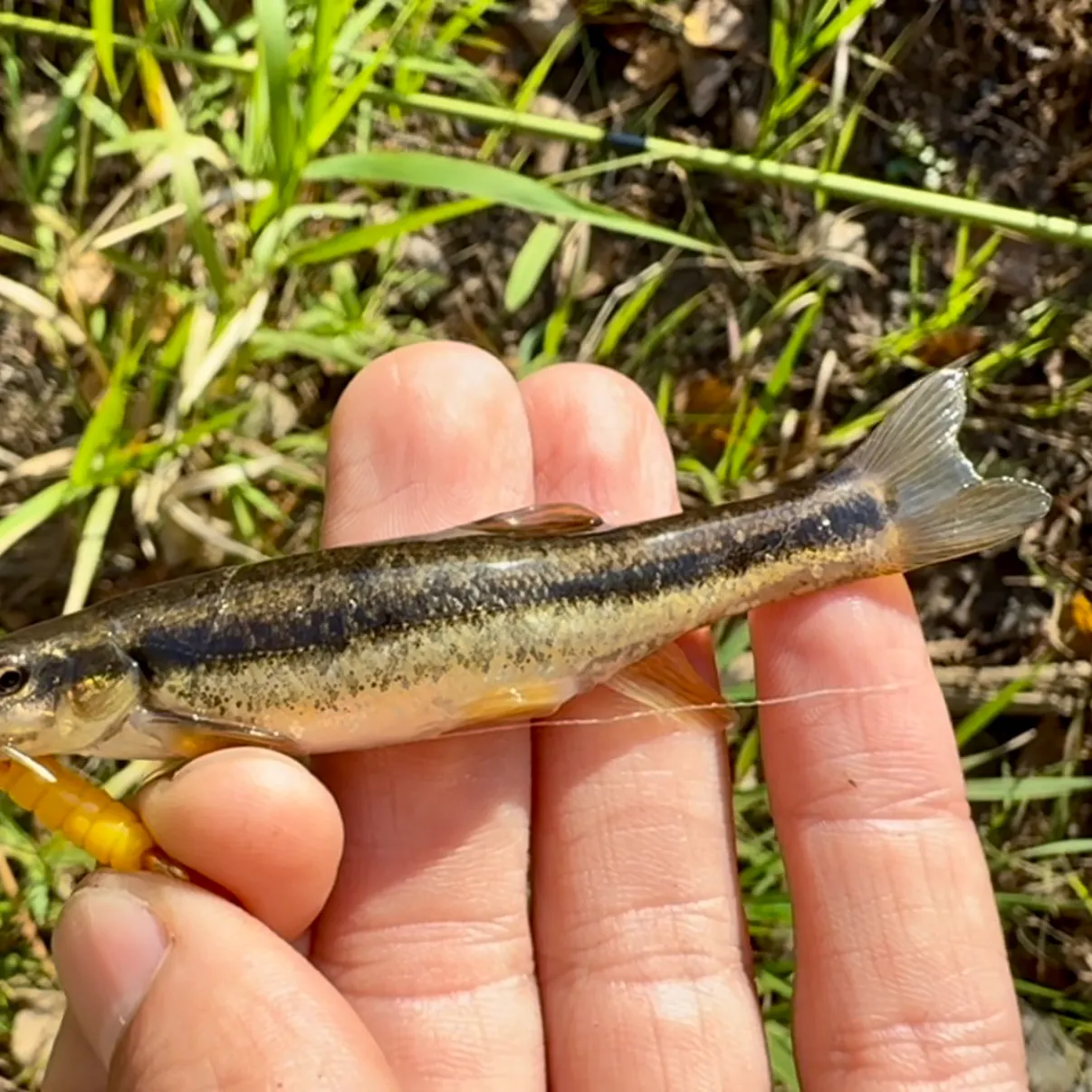 The most recent Eastern blacknose dace catches on Fishbrain
