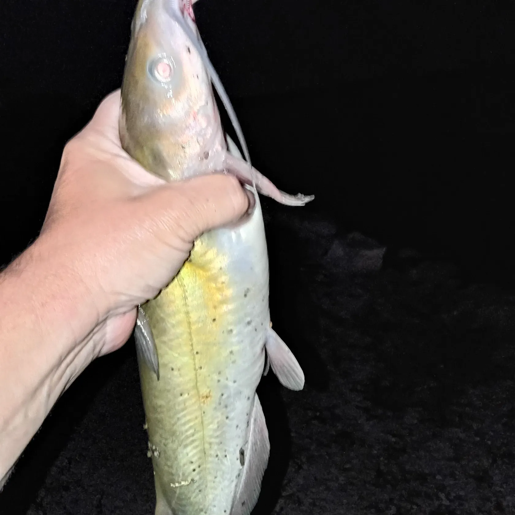 Channel catfish caught on Fishbrain