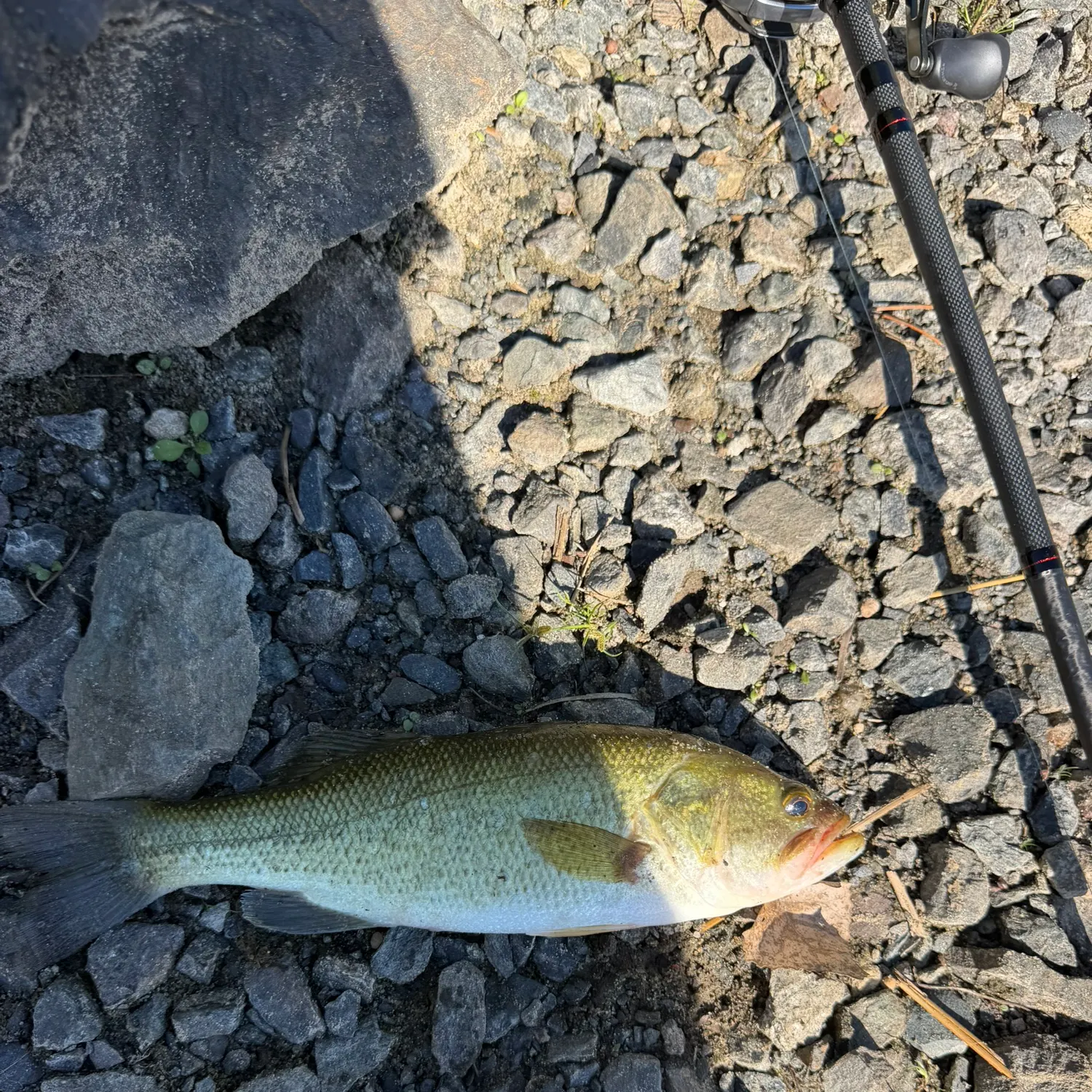 Largemouth bass caught on Fishbrain