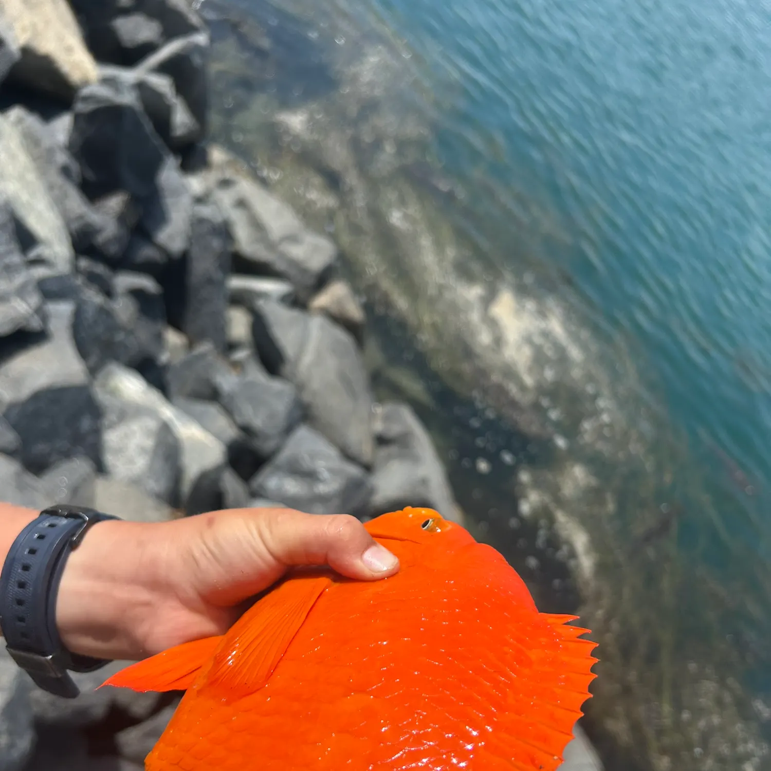 The most recent Garibaldi damselfish catches on Fishbrain
