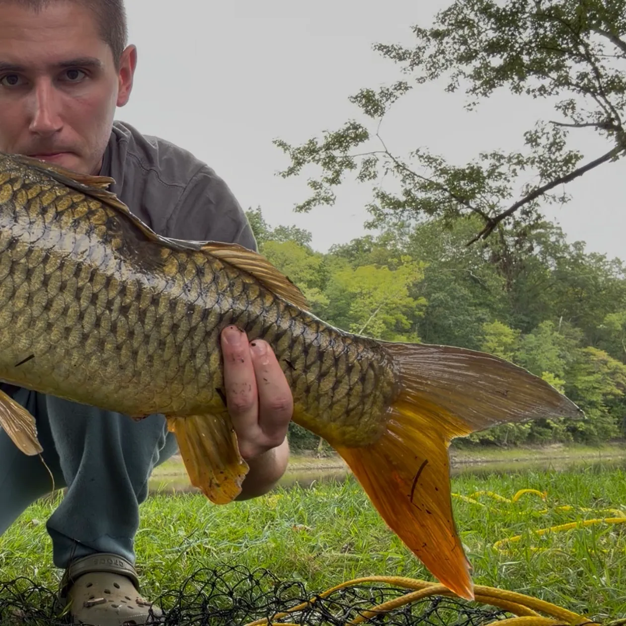 Common carp caught on Fishbrain