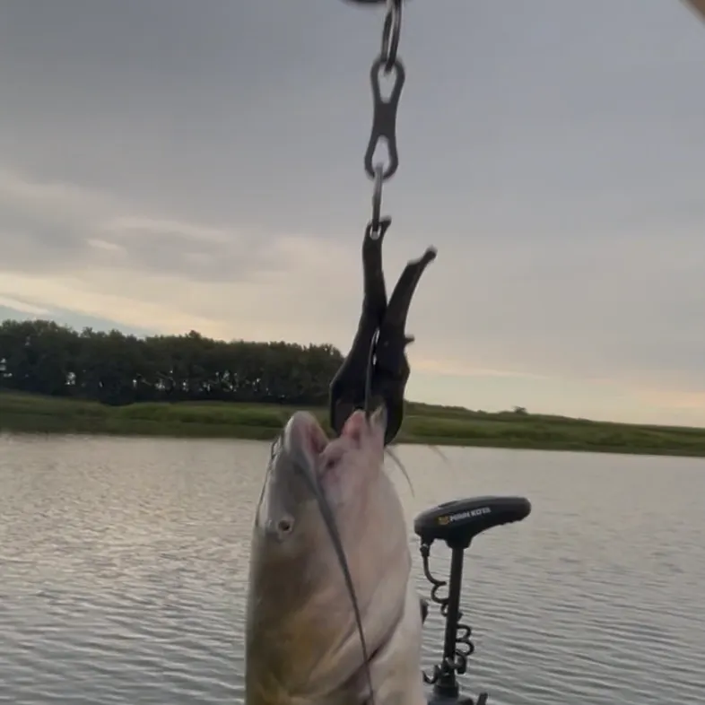 Channel catfish caught on Fishbrain