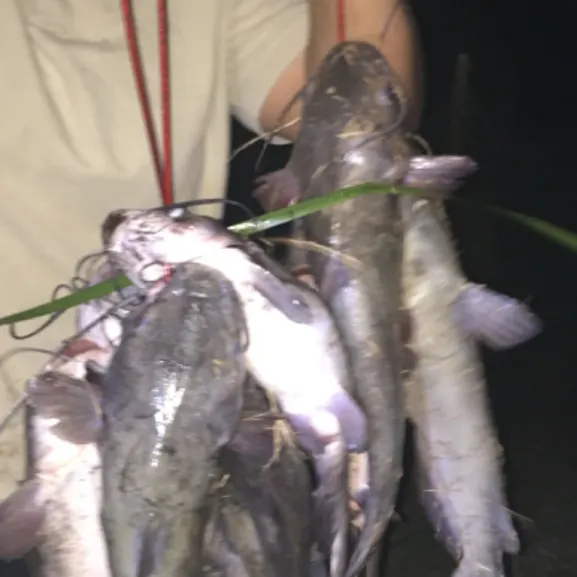 Channel catfish caught on Fishbrain