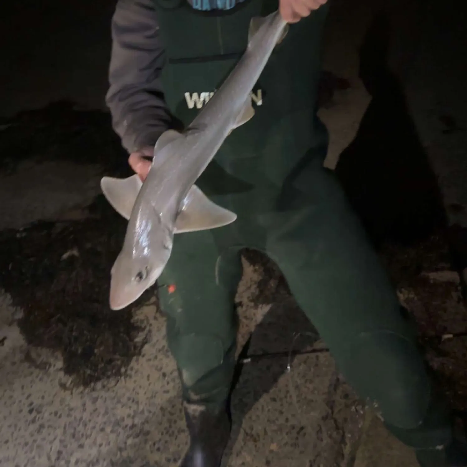The most recent Gummy shark catches on Fishbrain