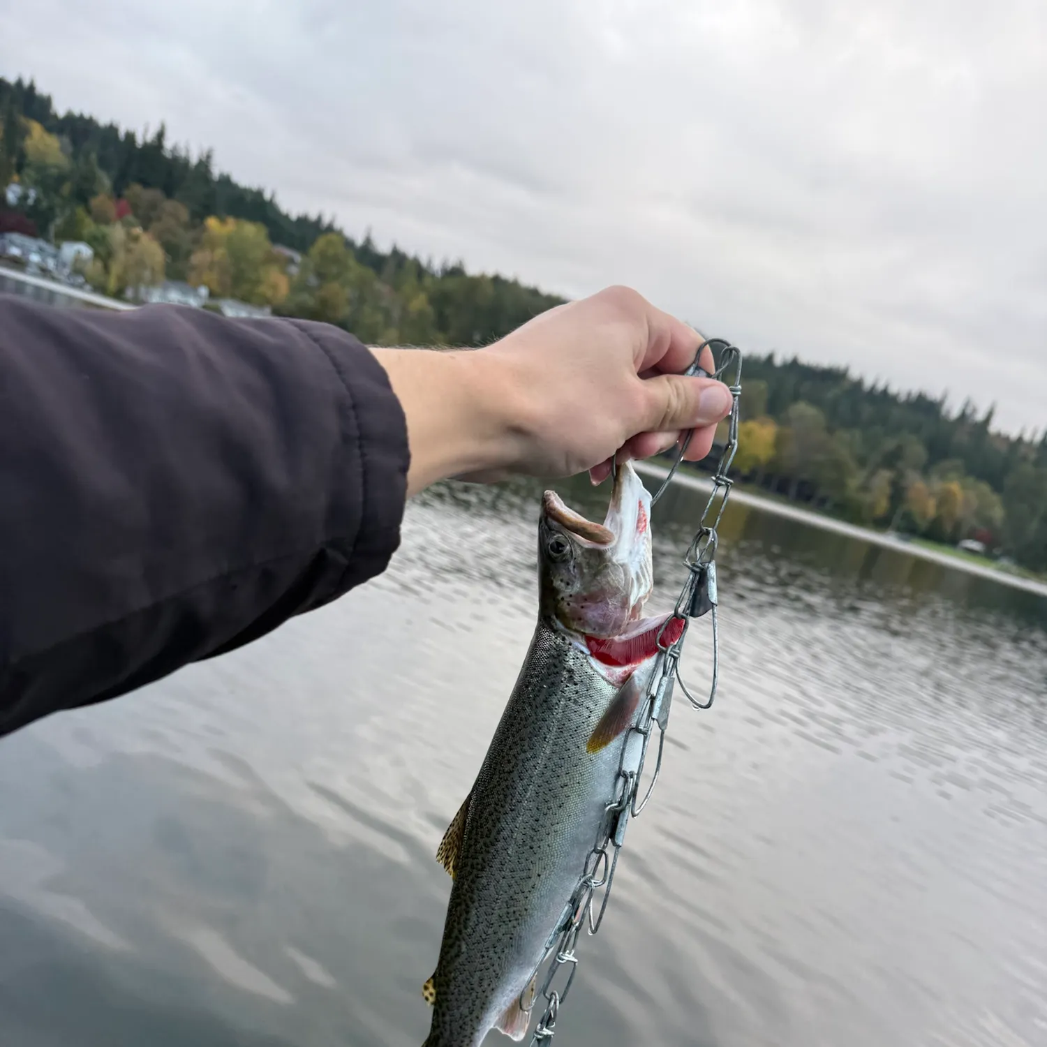 Coastal cutthroat trout caught on Fishbrain