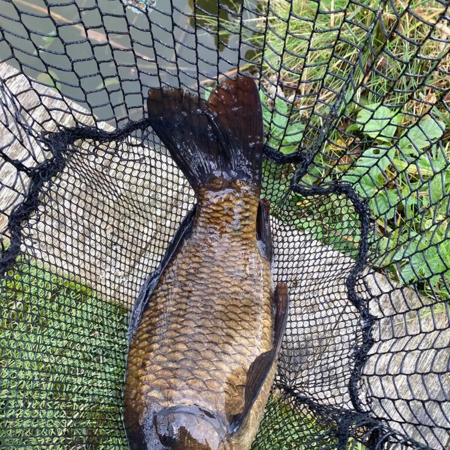 The most recent Black buffalo catches on Fishbrain