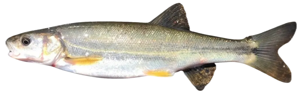 Umpqua pikeminnow