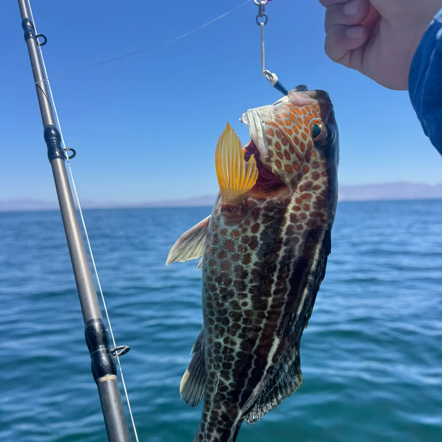 The most recent Goldspotted sand bass catches on Fishbrain