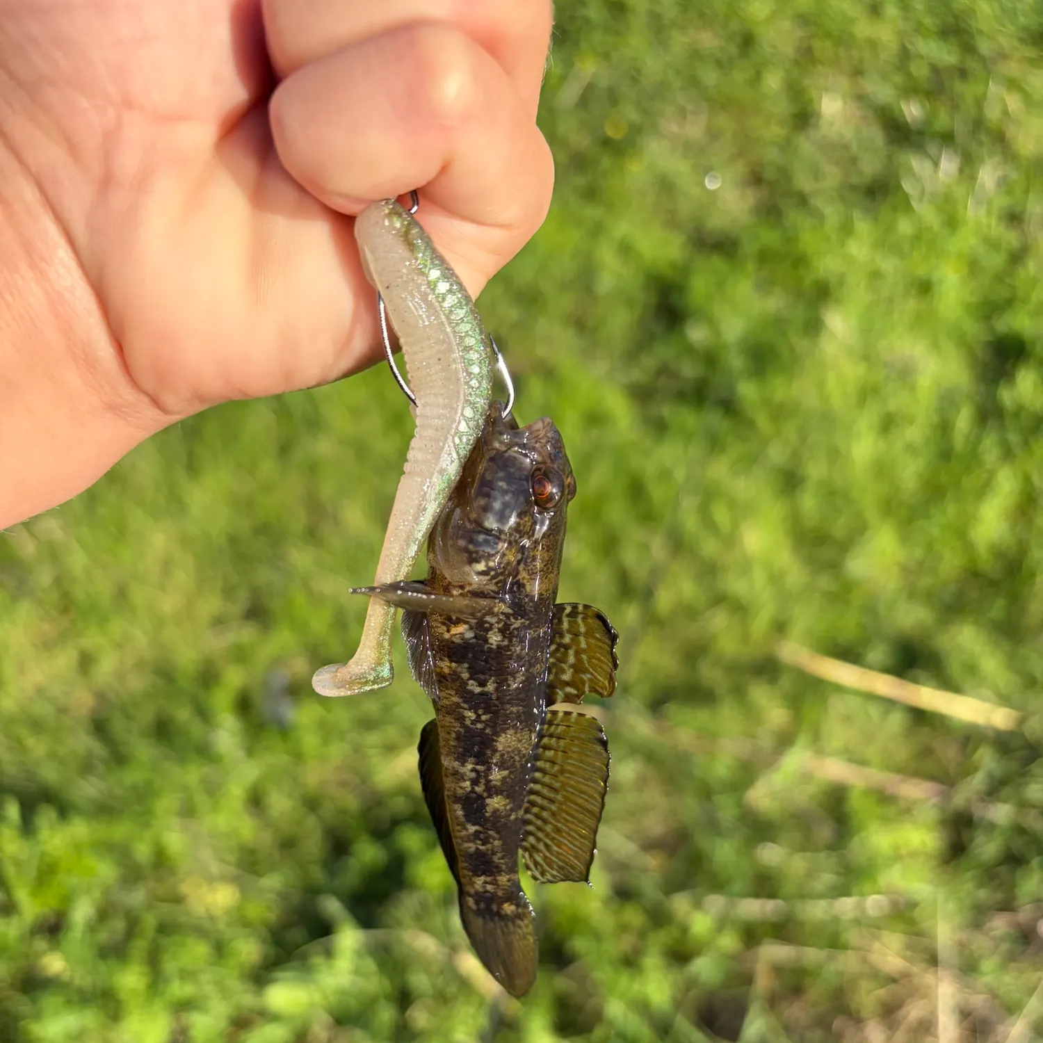 The most recent Round goby catches on Fishbrain