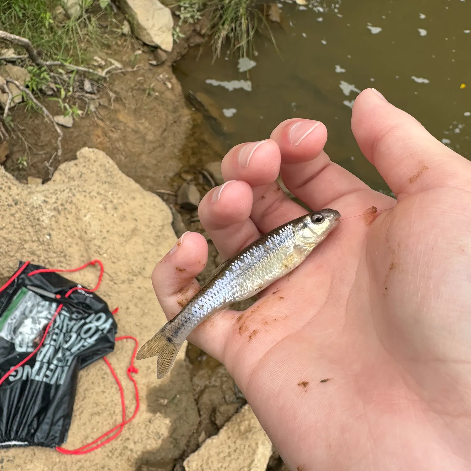 The most recent Bluntnose minnow catches on Fishbrain