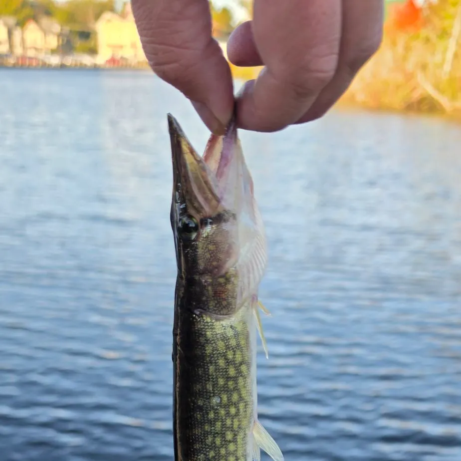 Chain pickerel caught on Fishbrain