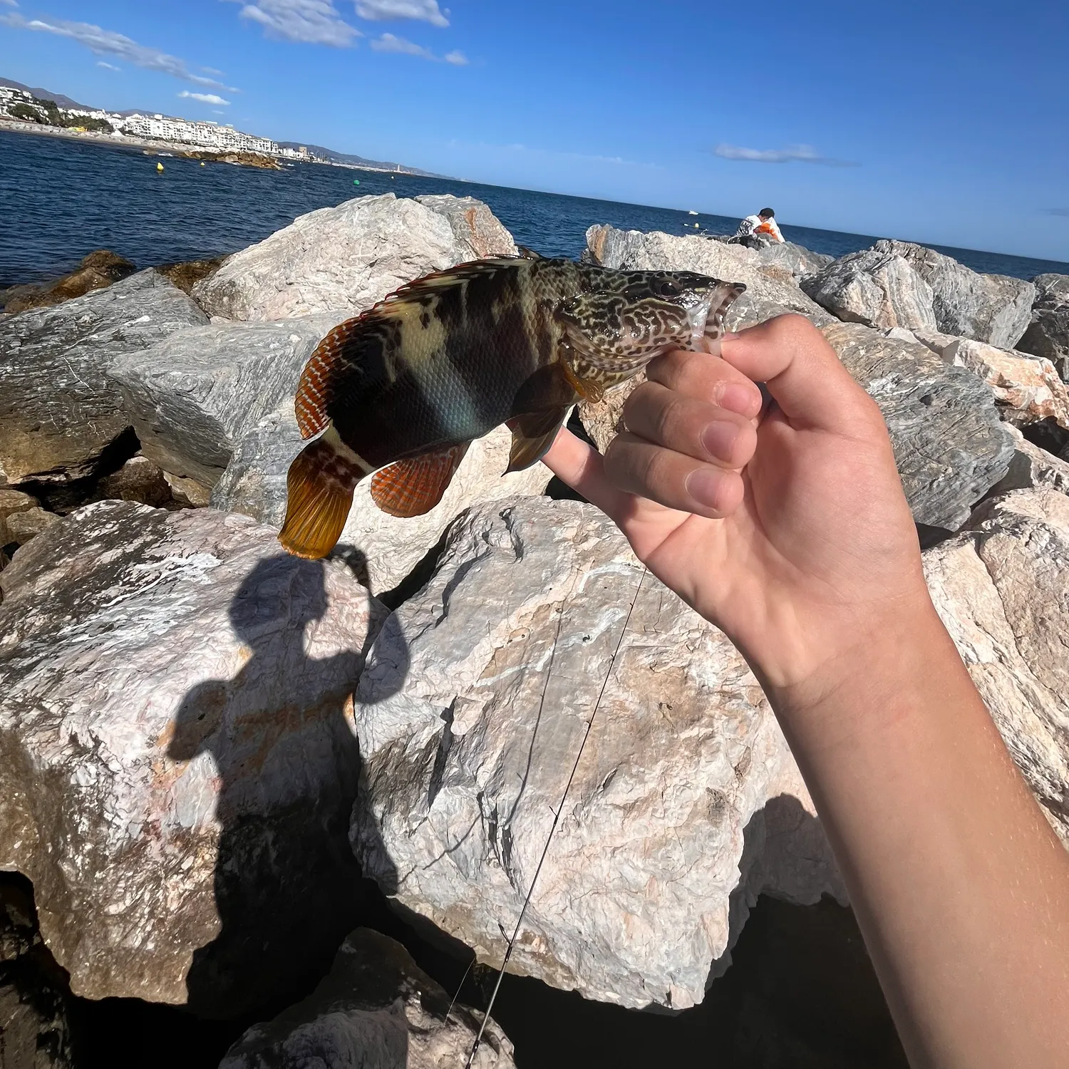Painted comber caught on Fishbrain