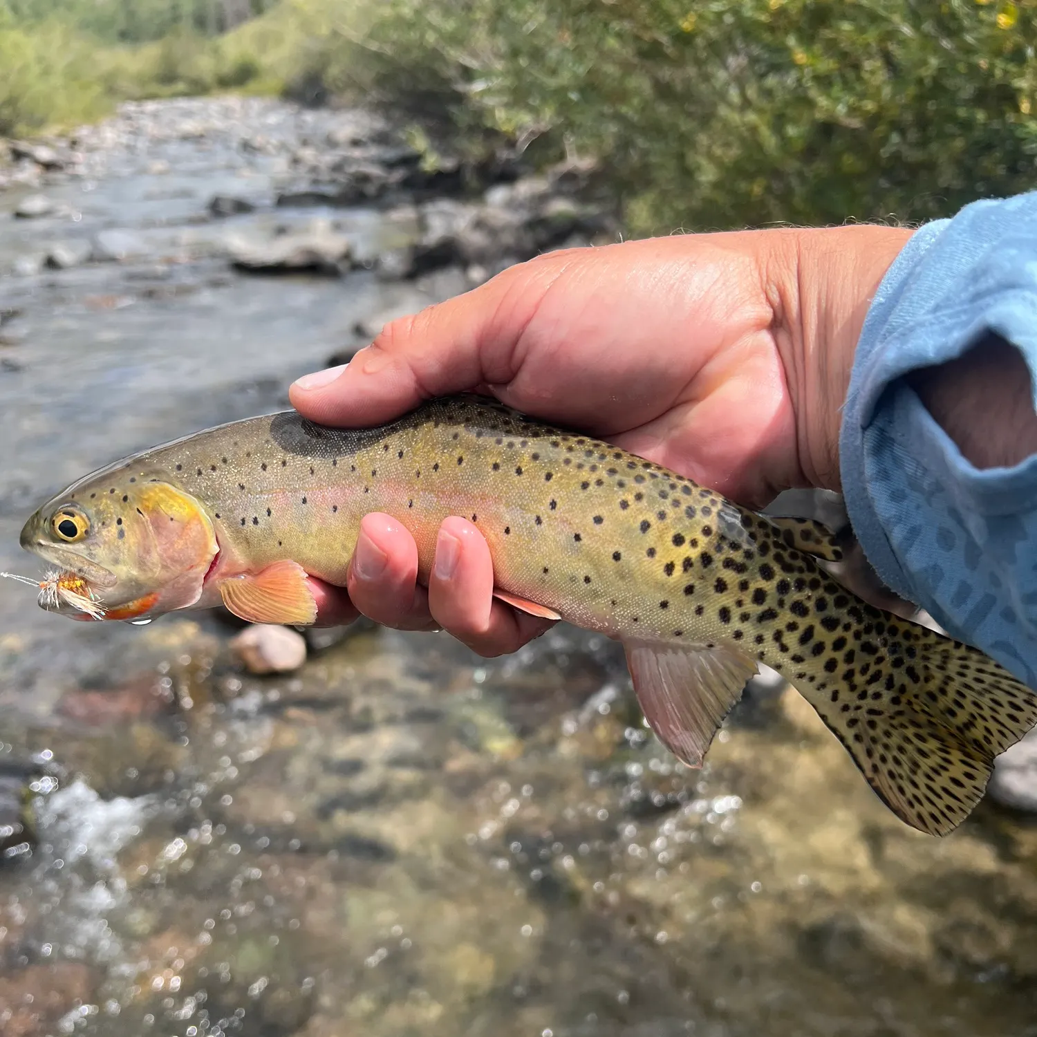 Cutthroat trout caught on Fishbrain