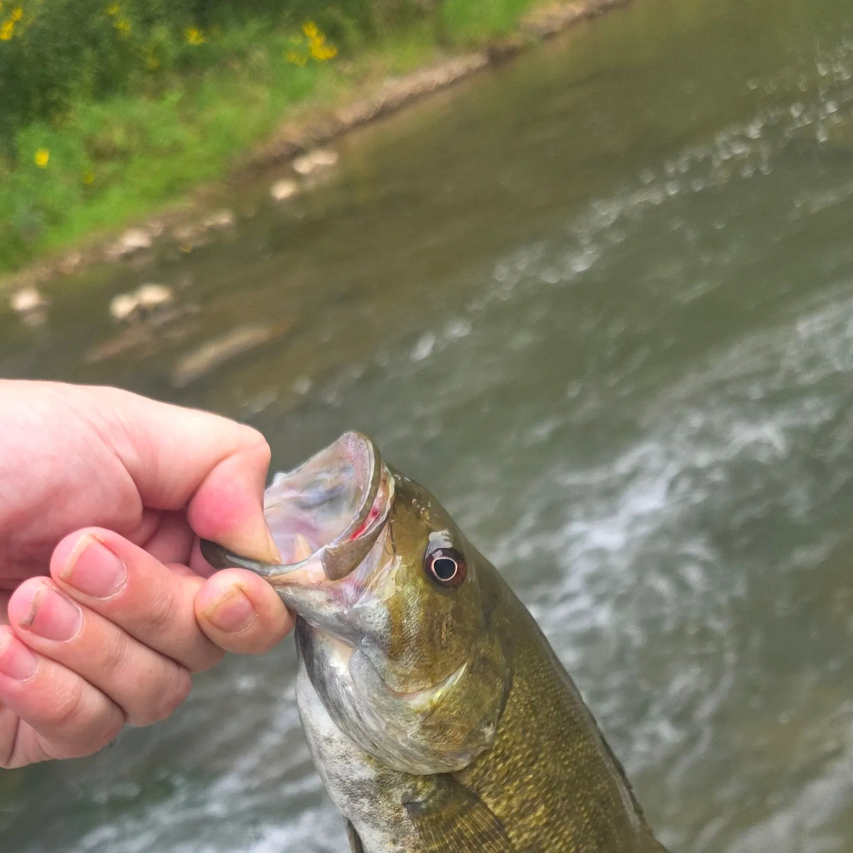 Smallmouth bass caught on Fishbrain