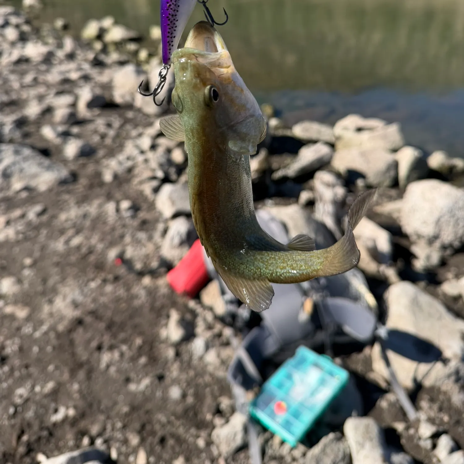 Smallmouth bass caught on Fishbrain