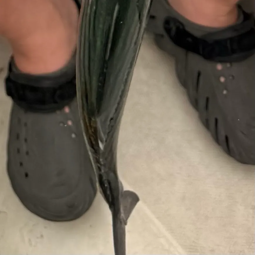 The most recent Striped bonito catches on Fishbrain