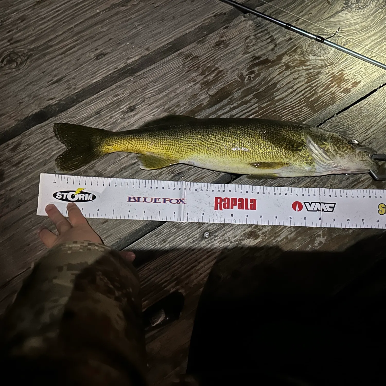 Walleye caught on Fishbrain