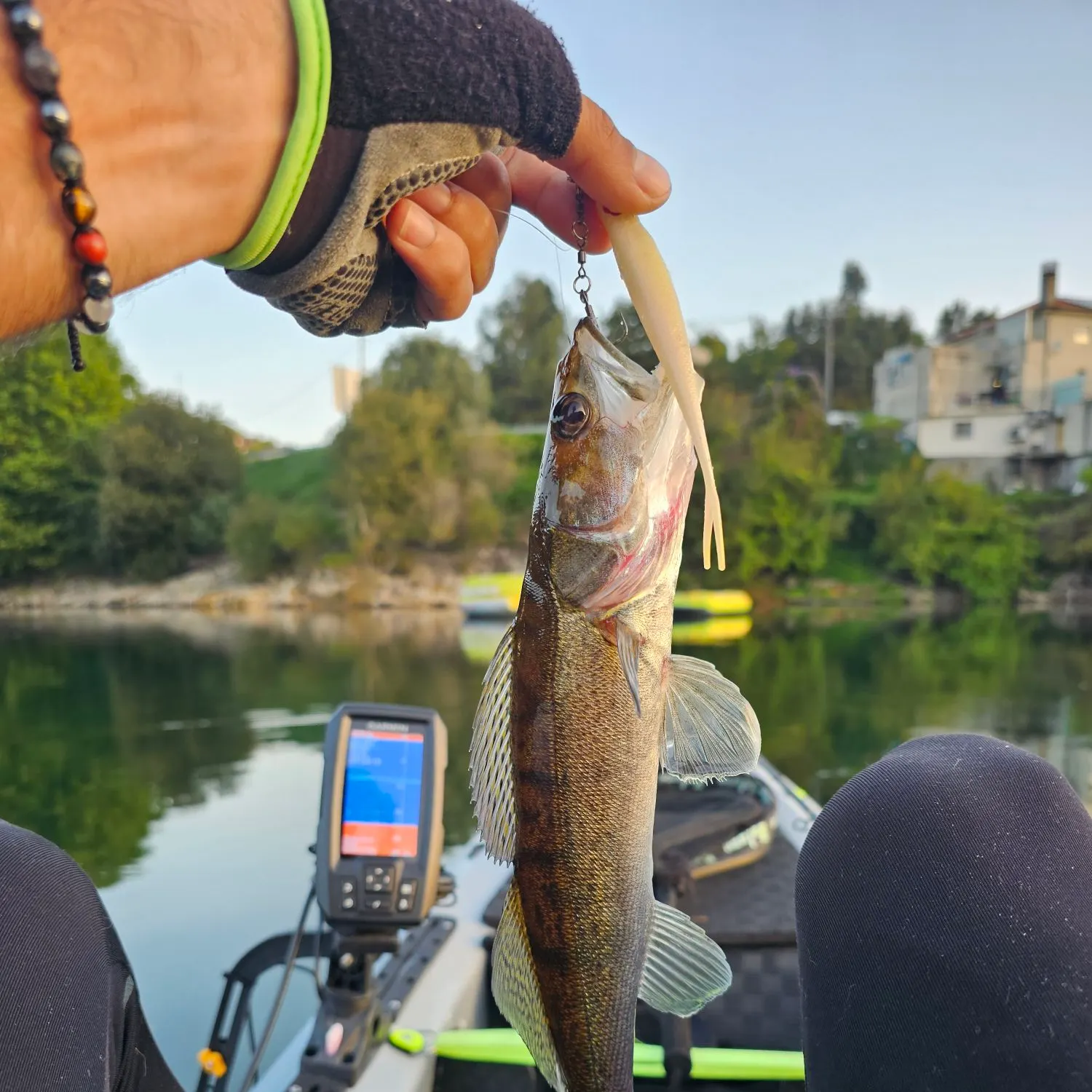Zander caught on Fishbrain