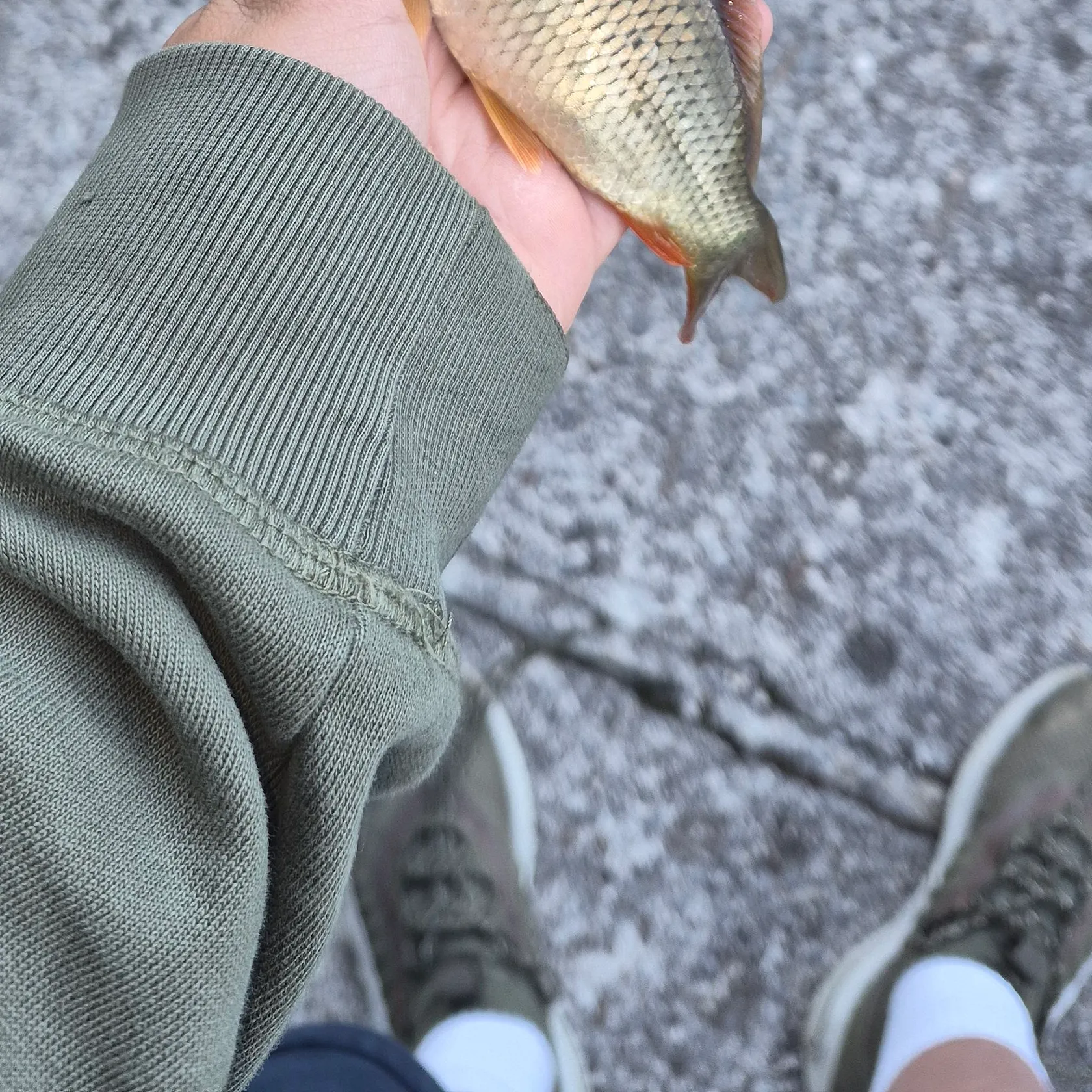The most recent Tench catches on Fishbrain