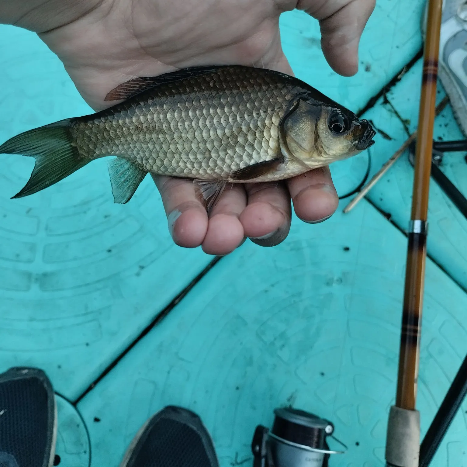 The most recent Common carp catches on Fishbrain