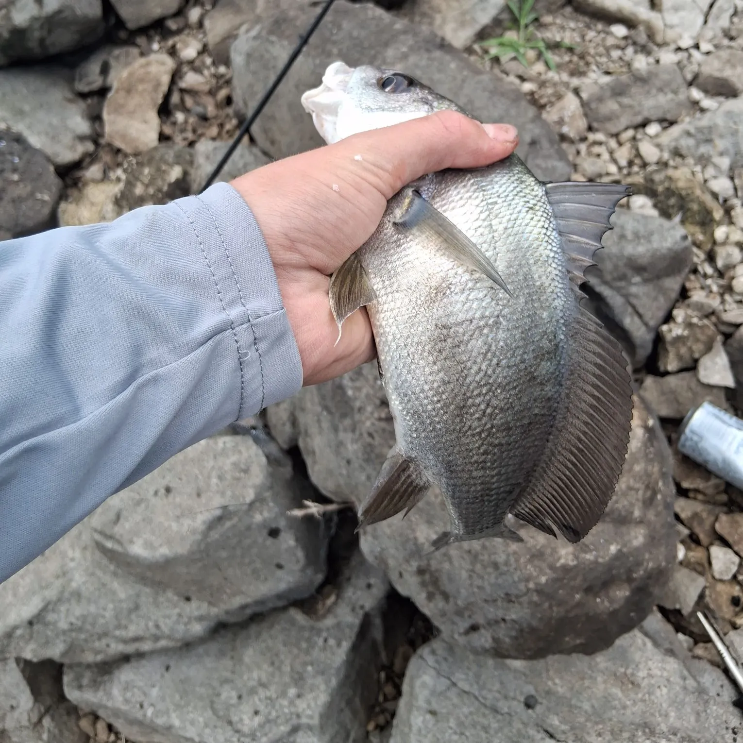 Freshwater drum caught on Fishbrain