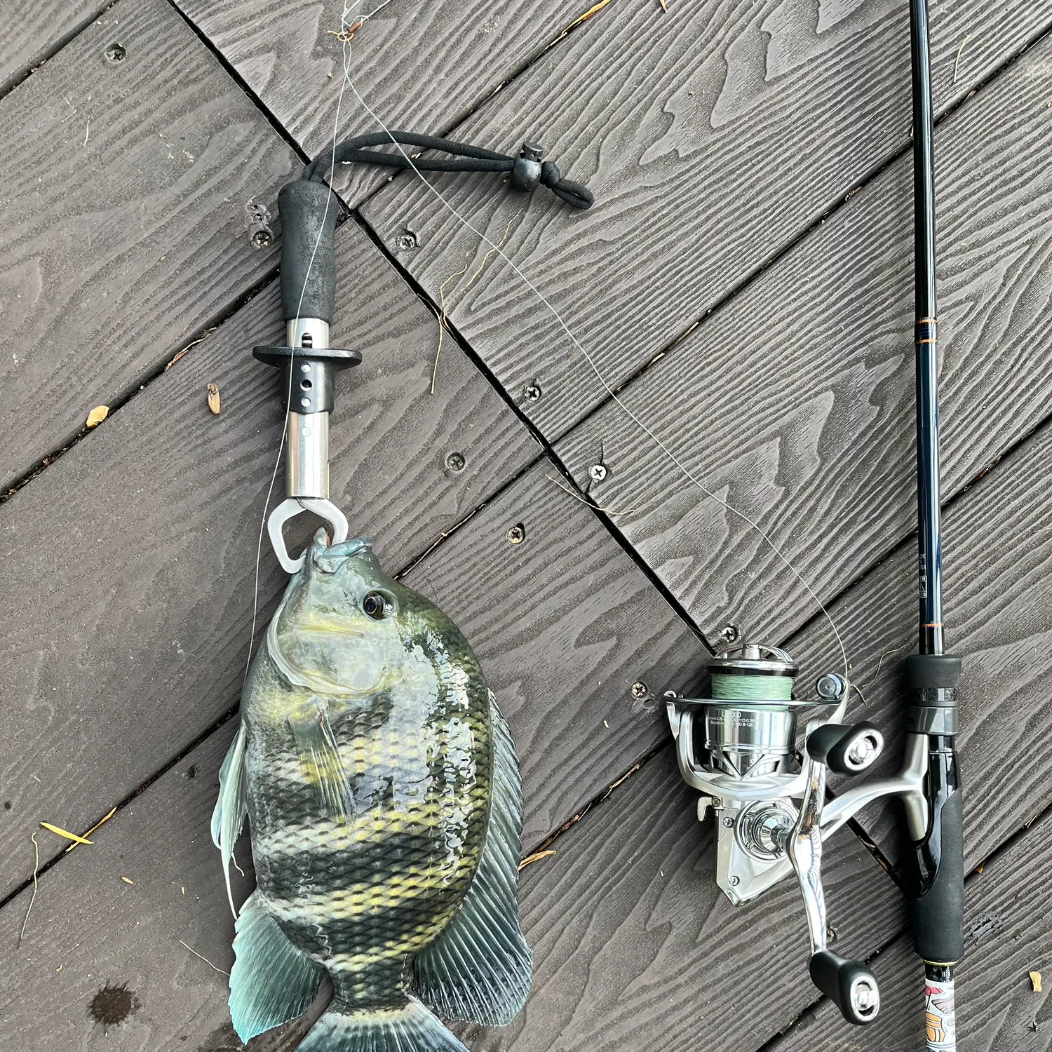 The most recent Zebra tilapia catches on Fishbrain