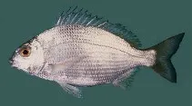 Karanteen seabream