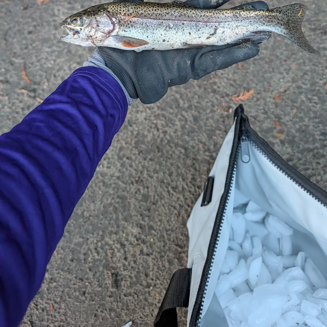 Rainbow trout caught on Fishbrain