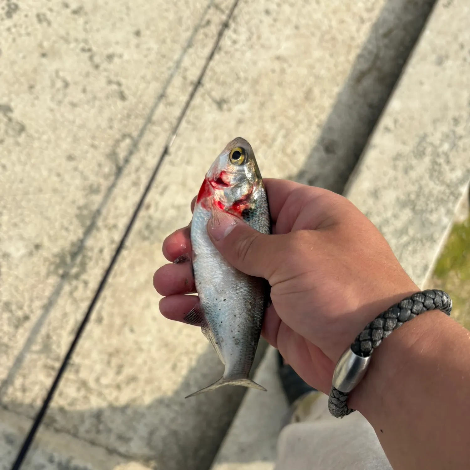 The most recent Threadfin shad catches on Fishbrain