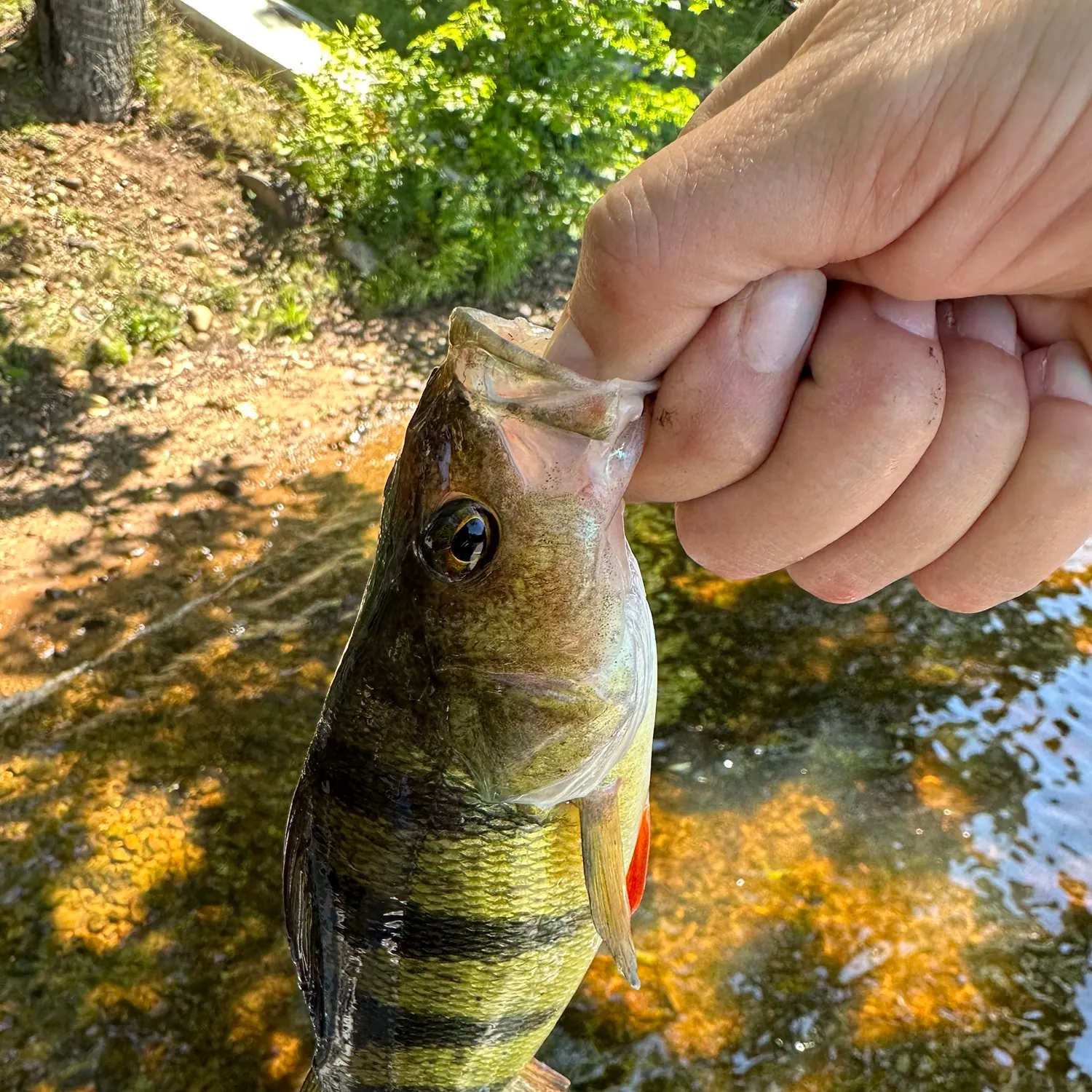 Yellow perch caught on Fishbrain