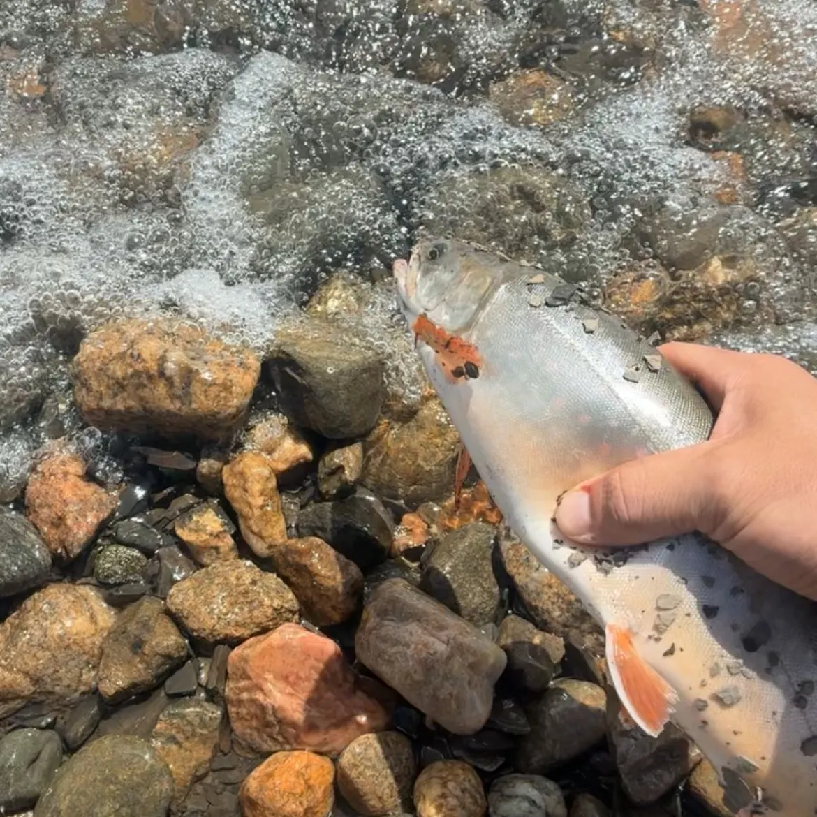 The most recent Arctic char catches on Fishbrain