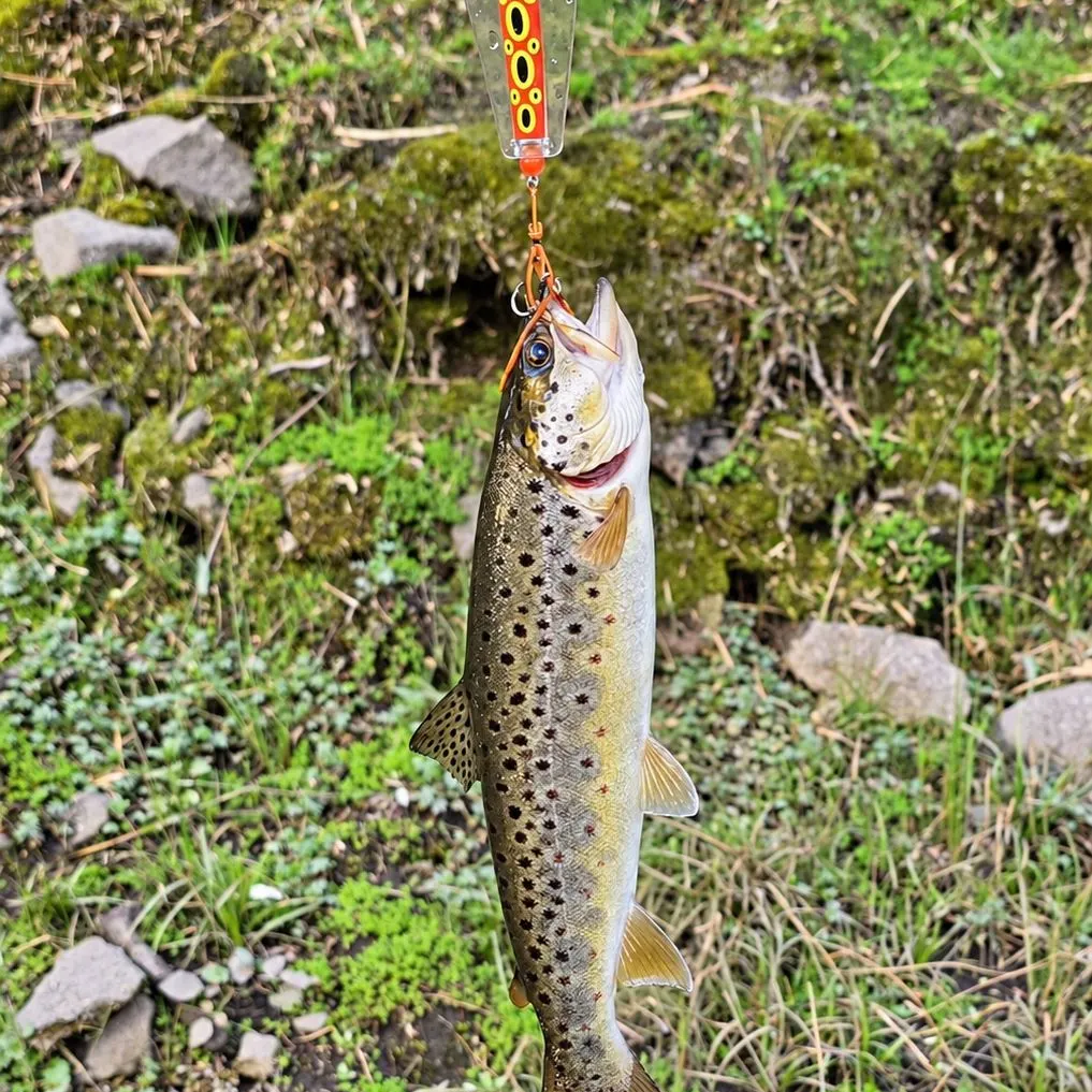 Brown trout caught on Fishbrain