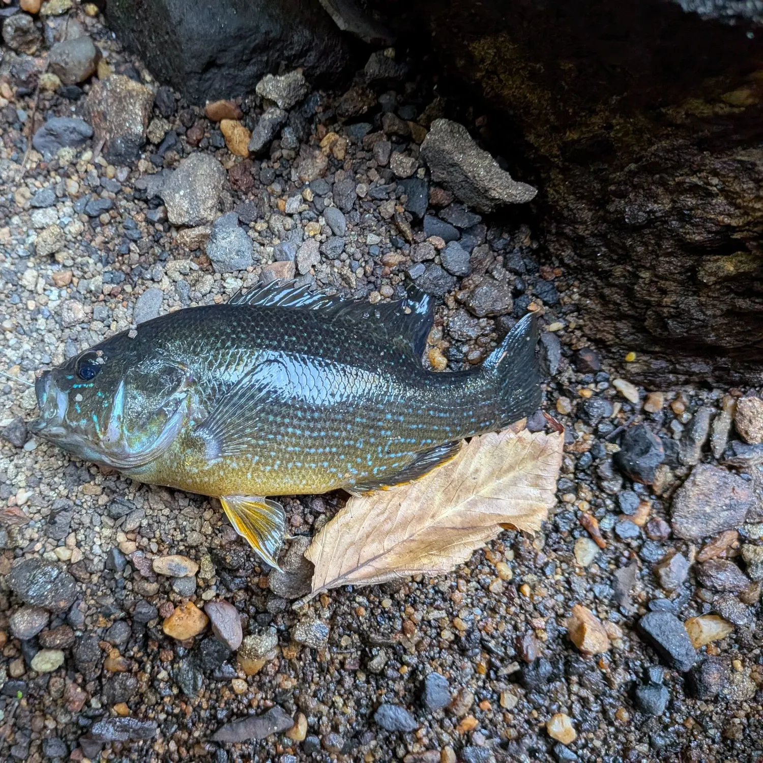 Green sunfish caught on Fishbrain