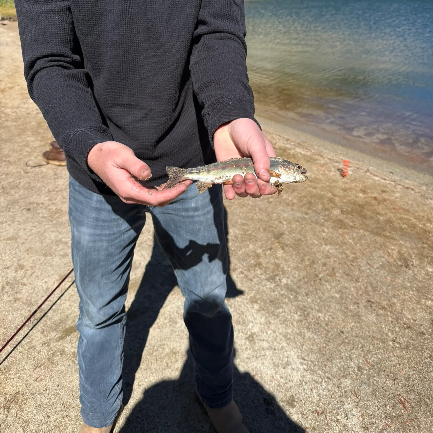 Golden trout caught on Fishbrain