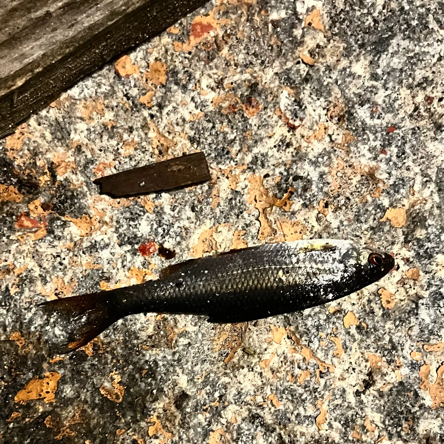 Common roach caught on Fishbrain