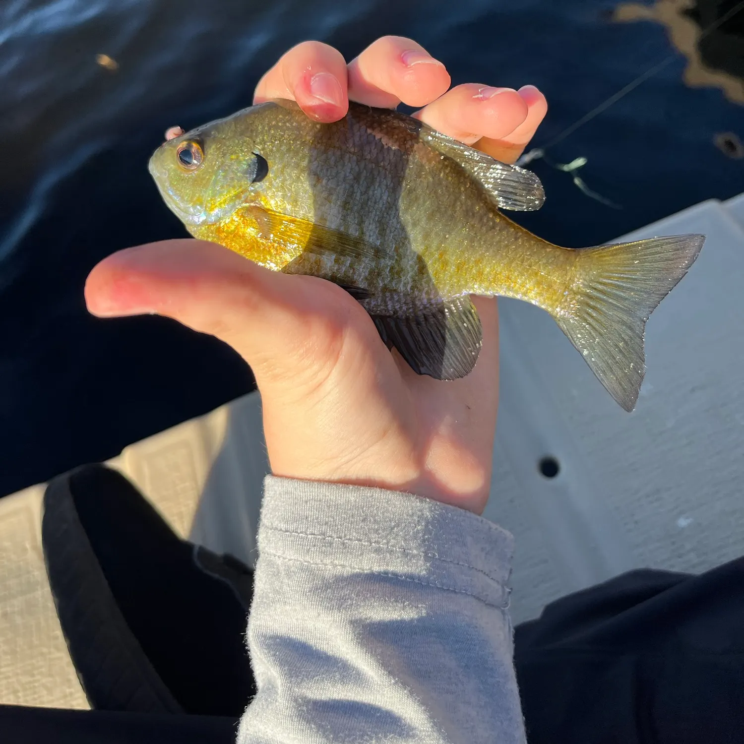 Bluegill caught on Fishbrain