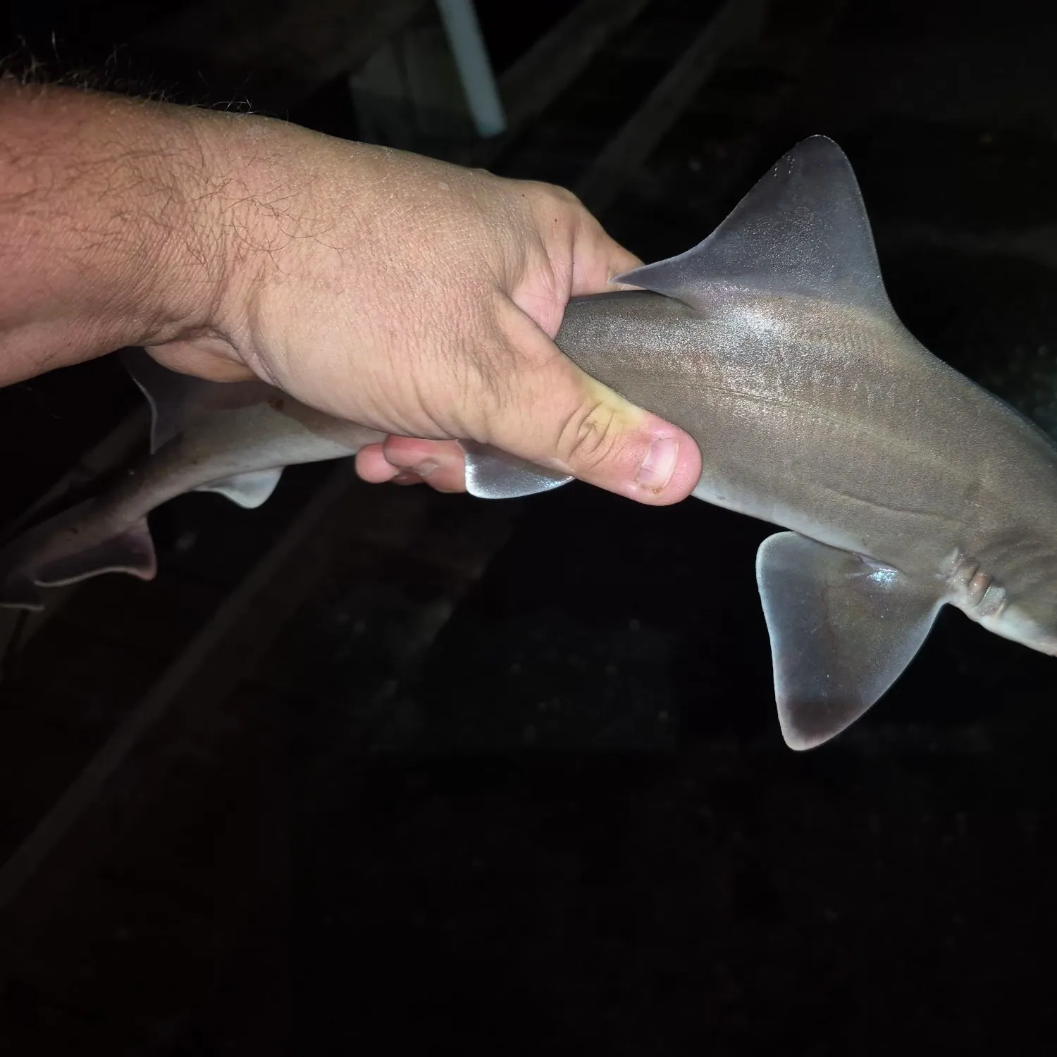 Dusky smooth-hound caught on Fishbrain