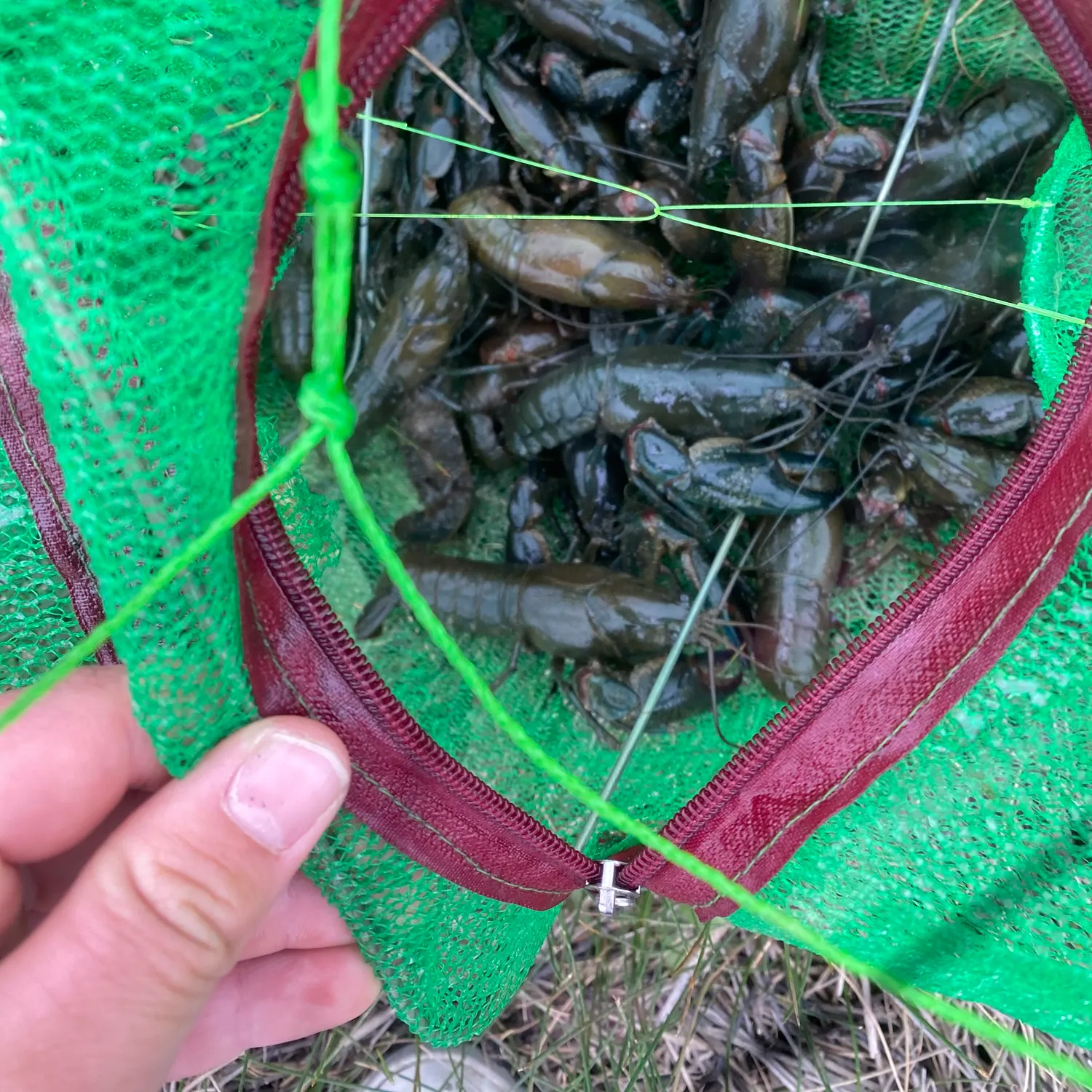 The most recent Common yabby catches on Fishbrain