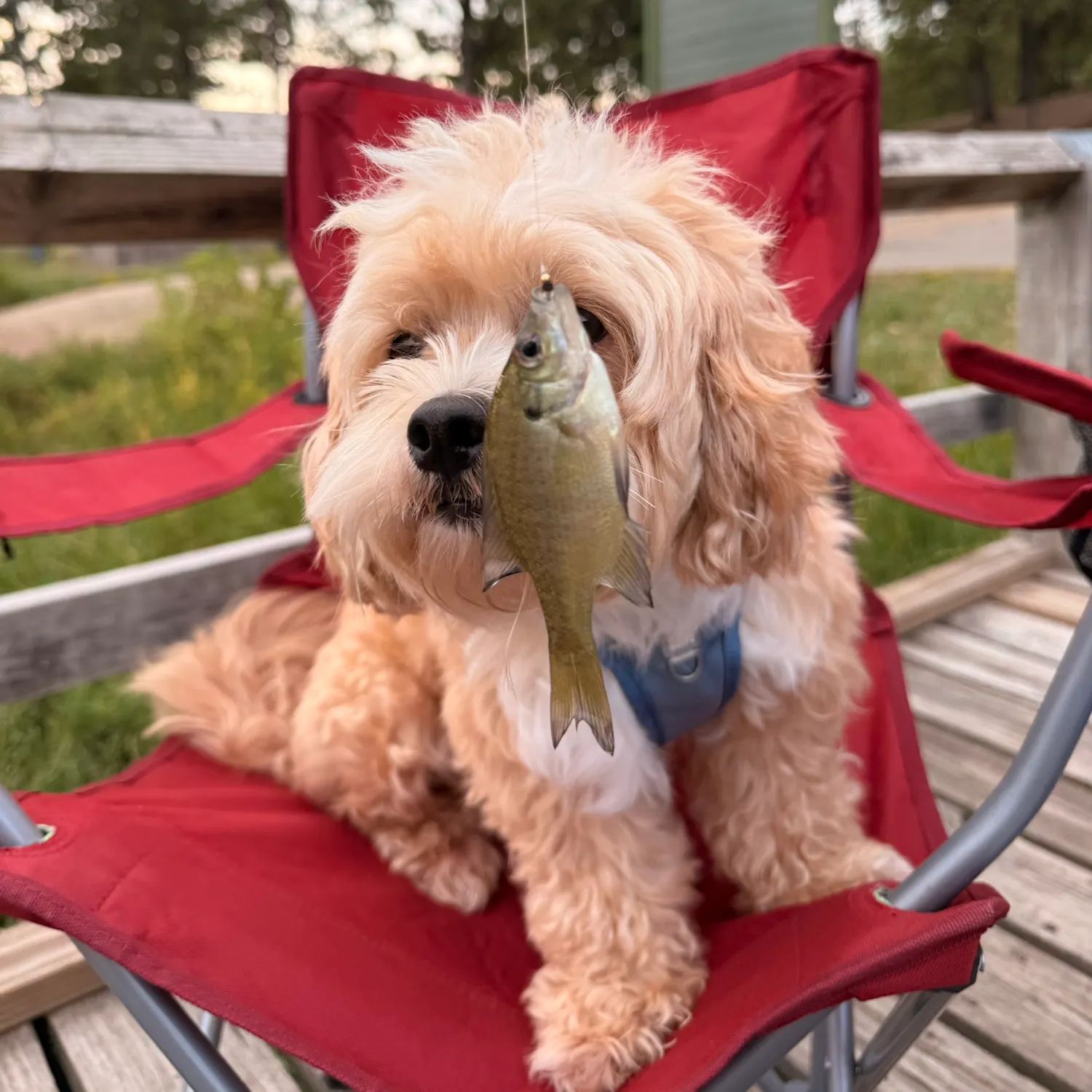 White crappie caught on Fishbrain