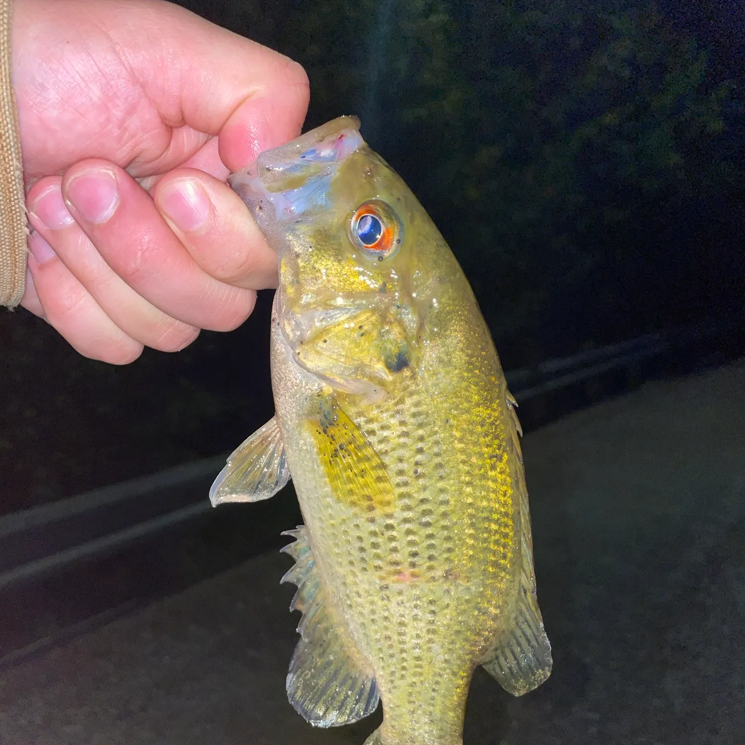 Rock bass caught on Fishbrain